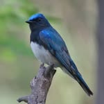 Asia Birdie - @asia.birdie - Instagram