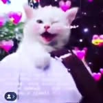 Asia Evans - @asiaevans596 - Instagram