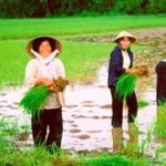 Asia Farmer - @a_farmer1991 - Instagram