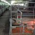 Asia Pig Farmer - Facebook