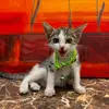 Asia Green💚🐈 - @asia_green - TikTok
