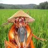 Asian_Roach - @asian_roach - TikTok