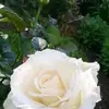 Asia aryan - @asia.aryan - TikTok