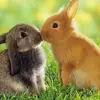 Joanna Schmidt - @asia.siwa410 - TikTok