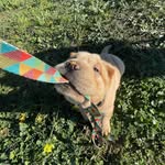 Asia - @asia_sharpei - Instagram