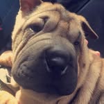 ASIA - @asiasharpei - Instagram