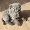AsiaSharpei - @asiasharpei - TikTok