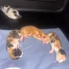 Cats4urescue - @asiaware32 - TikTok
