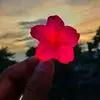 Asif Hasan - @mr.asif_hasan_ - TikTok