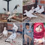 Asif Mohammad - @asifmohammad214 - Instagram