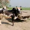 Asim Arshad🐂💔 بادل بیل 🥀🌹 - @asim.arshad988 - TikTok