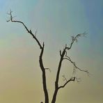 Asish Saha - Facebook
