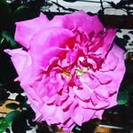 asli su. ucer - @aslisu.ucer - Instagram