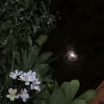 Asma Ahmadi - Facebook