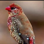 Asma Ayoub - @asma.ayoub.7564 - Instagram