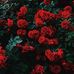 Asma Raja - Facebook
