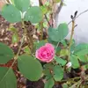 Asma Shafi995 - @asmashafi18 - TikTok