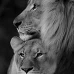 Asma Shafi - Facebook
