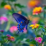 Asma Syed - Facebook