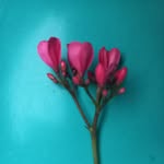 Asma Yahya - @_asma_yahya - Instagram