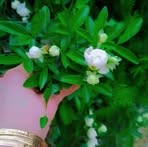 Asmaa Ismail - Facebook