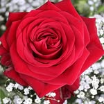 Asmahan - @asmahanissam - Instagram