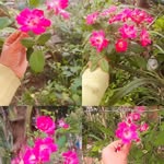 Asman ali - @asman78257 - Instagram