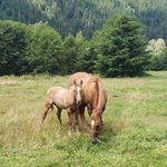 Aspen Meadows Ranch - @aspenmeadowsranch - Instagram