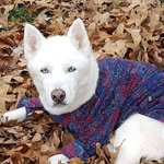 Aspen Young - @aspenthehusky18 - Instagram