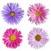 Aster Cheng - Facebook