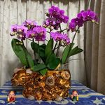 Astor Chan - @astor2799 - Instagram