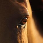 Astrid Berger - @sherlock1961 - Instagram