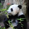 panda 73 🐼🧡☘️ - @astridberger06 - TikTok