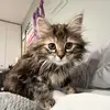 Astrid Cole - @astrid.cole - TikTok