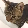 Astridlyon - @astridlyon - TikTok