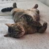 AtaElf - @ata_elf - TikTok