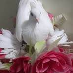 Atef Abdou - Facebook