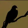 Athar Bhatti - @atharbhatti2 - TikTok