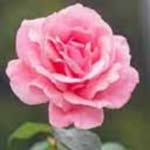 athar javaid - @atharjavaid3 - Instagram