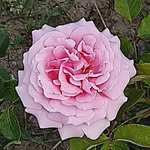 Athar Mansoor - @ofadel105 - Instagram