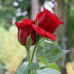 Athar Qureshi - Facebook