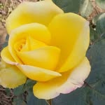 Tanveer Mustafa - @tanveer.athar.96 - Instagram