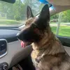 Athena & Maddox - @athena_and_maddox_world - TikTok