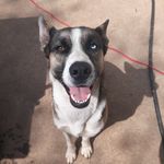 Athena Sasha Adams - @athena.the.shepsky - Instagram