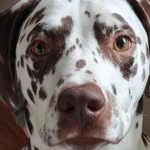 Athena - @athena.adkins2024 - Instagram