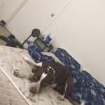 Athena Allen - @doggoe_athena - Instagram