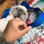 Athena Allison - @athena_legend_cat - Instagram