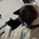 Athena & Baunilha - @athena.baunilha.almeida - Instagram