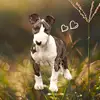 Athena Almeida's Bull - @athena.almeidas.b - TikTok