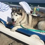 Athena Alvarez - @athena.the.husky.princess - Instagram